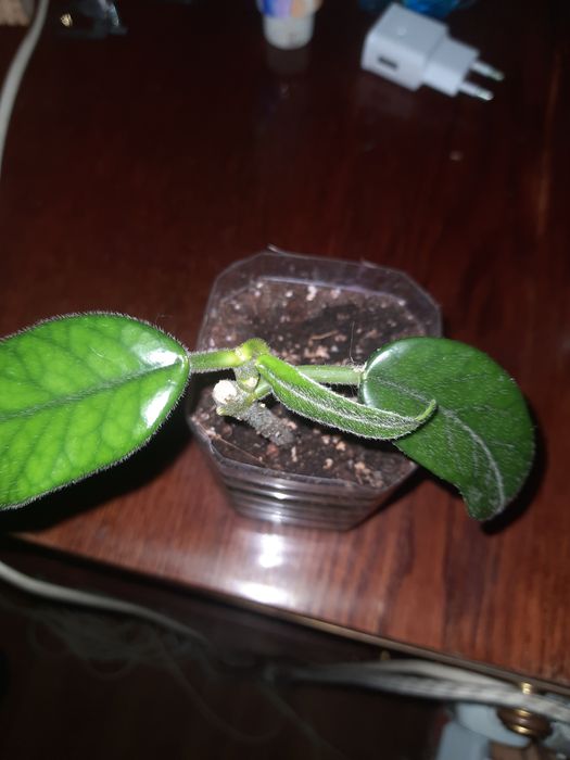 Хойя глобулоза               .