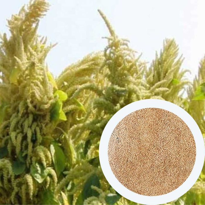 Амарант насіння (5 сортів) на посадку семена є безкоштовна доставка