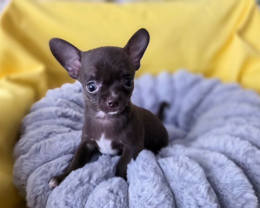 Chihuahua piesek ZHPR szczenię czekoladowy