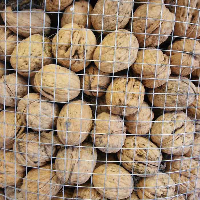 Orzechy włoskie zbiory własne