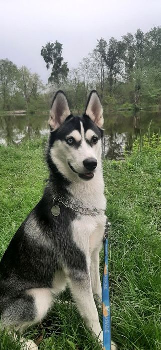 Отдам хаски бесплатно 2 года девочка