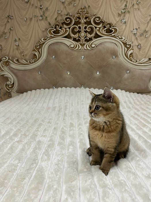 Кошенята Шотландської золотої шиншили. Золота шиншила.