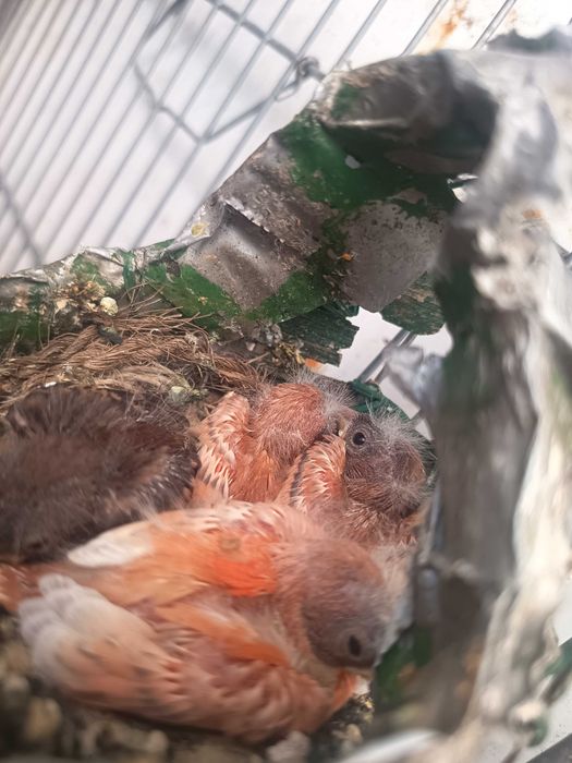 Vendo Cardinalitos