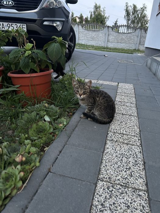 Koty do adopcji