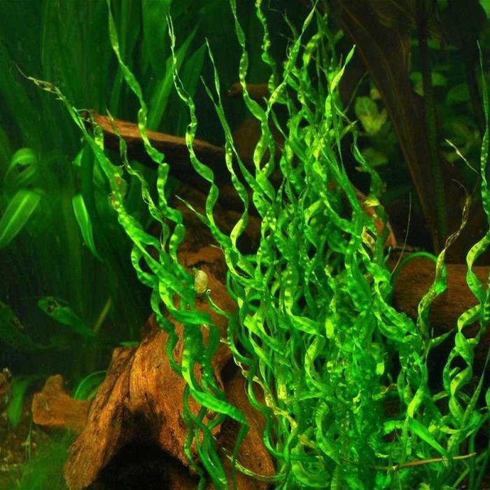 Эхинодорус Везувий. Аквариумные растения.