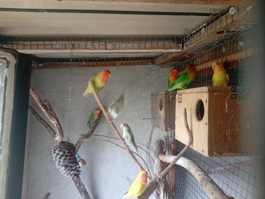 Aves domesticadas e outras...