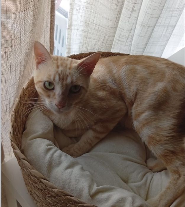 Gatinho 8 meses para adoção responsável