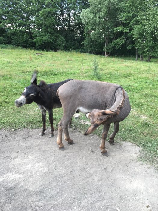Osiołki 2 szt oswojone