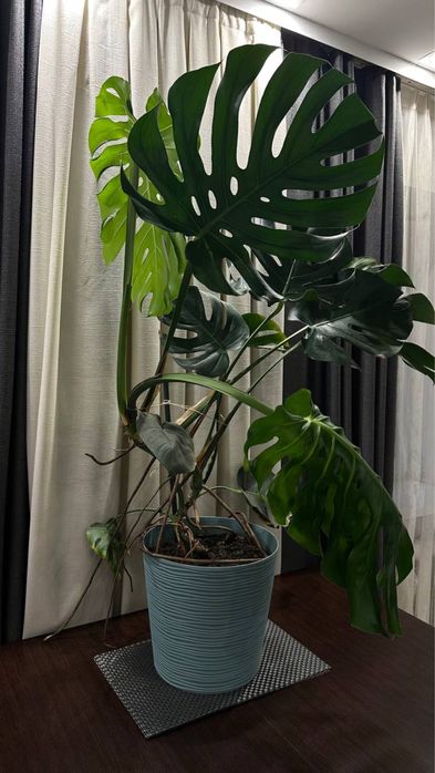 Монстера пересаджена вже готова до росту