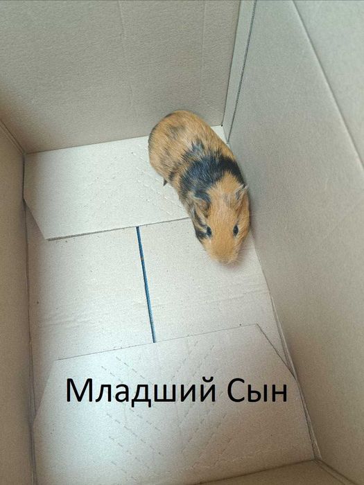 Морские Свинки / Харьков / Новая Бавария