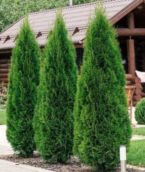 Туя.   "Смарагд"