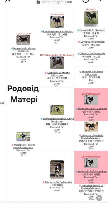 Шиба-іну, Сіба-іну, Shiba,Сиба дівчинка!