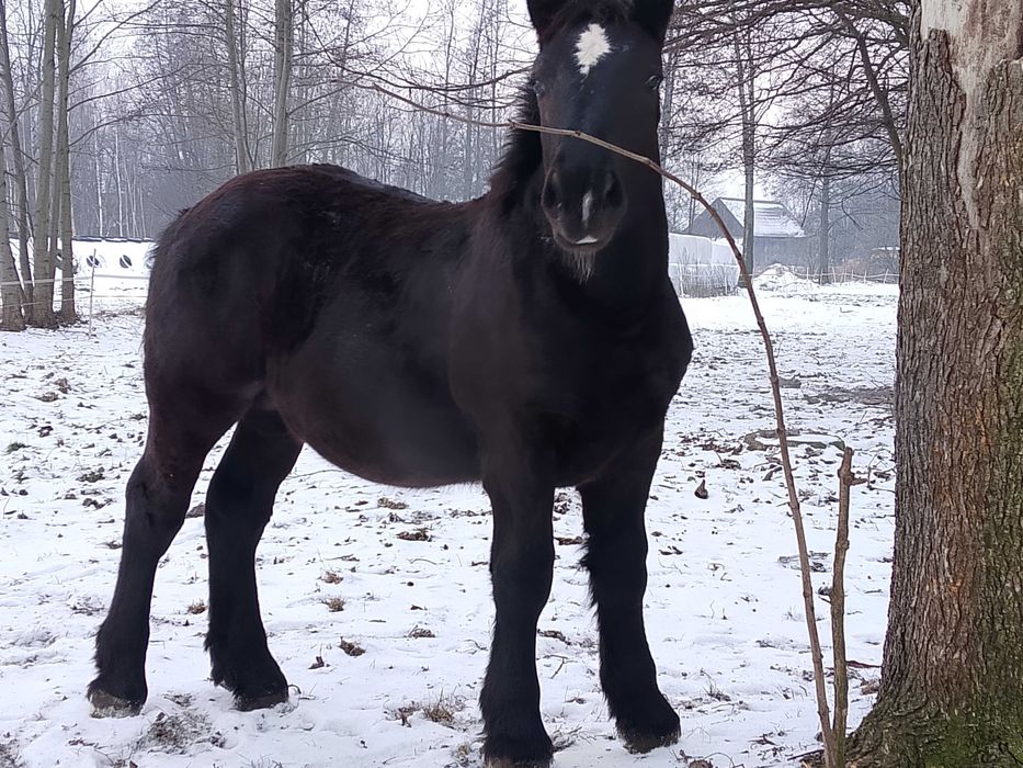 Źrebak zimnokrwisty