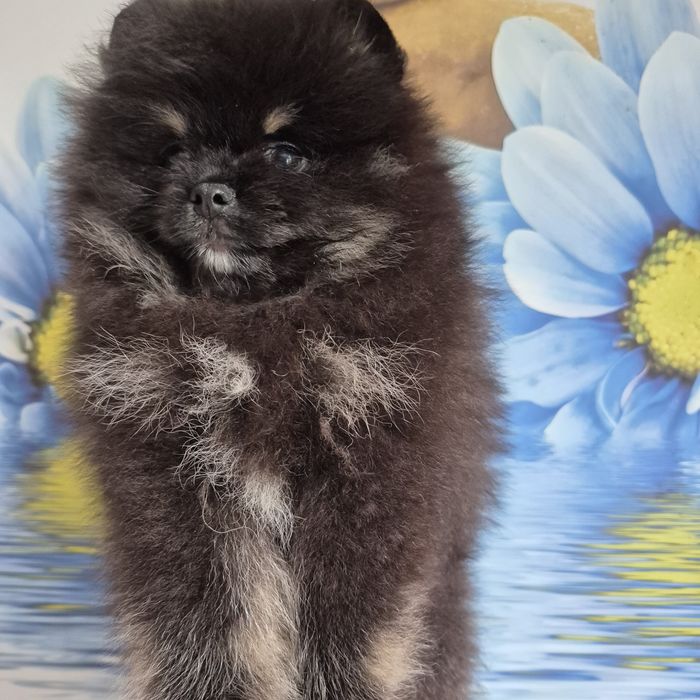 Dziewczinka  Black Tan Pomeranian
