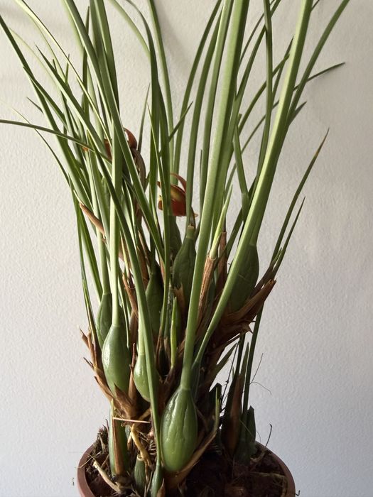 Orquideas maxillaria tenuifolia coco