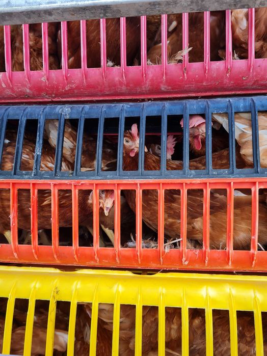 Sprzedam KURY NIOSKI z odchowalni drobiu. Kurki już niosą jajka.