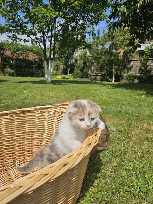 Кошенята шотланські весловухі