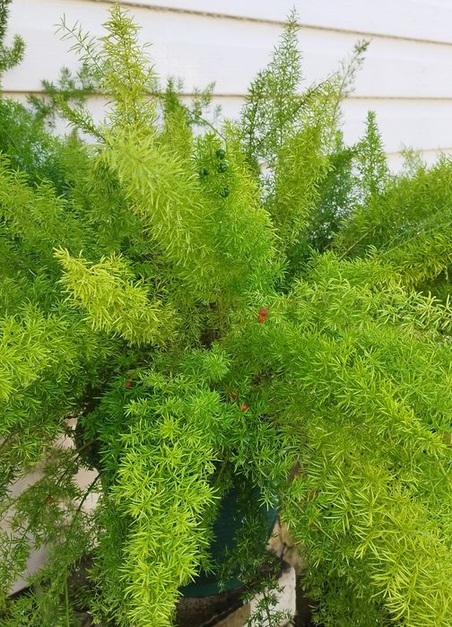 Аспарагус Мейера, свежие семена