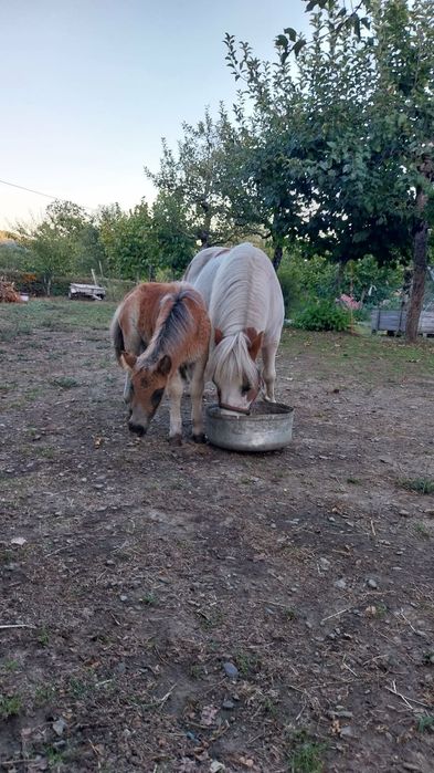 Ponei com 7 anos muito linda e meiga.