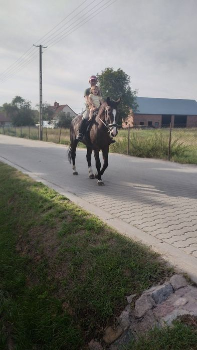 Sprzedam klacz lub zamienię