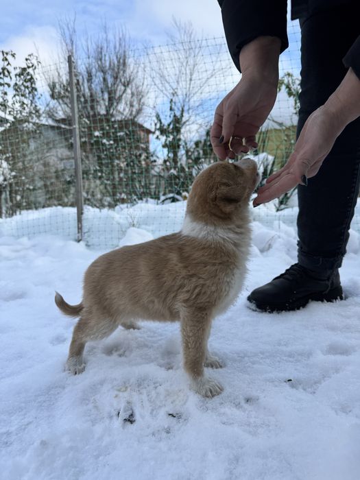 Цуценята шукають дім (від 22.10) - дівчинка