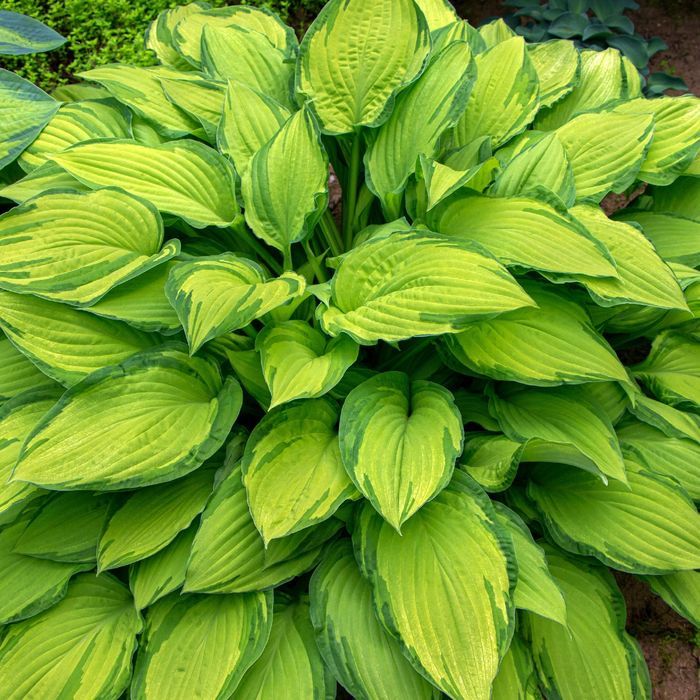 Funkia Hosta 'Sheila West' Doniczka 2.0L Duże Złote liście