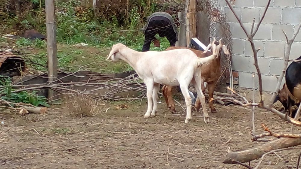 75% нубійц( 2 козочки)(вже покриті 100% ан)