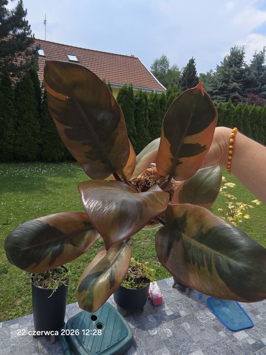 Duża sadzonka Philodendron black cardinal variegata