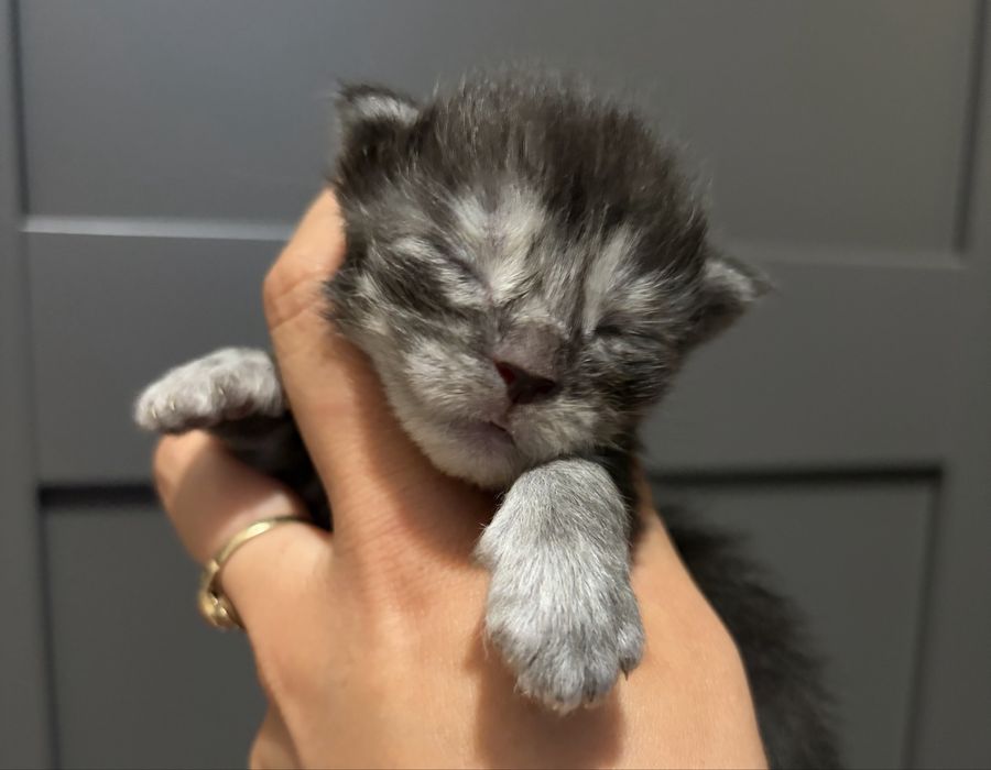 Dziewczynka maine coon