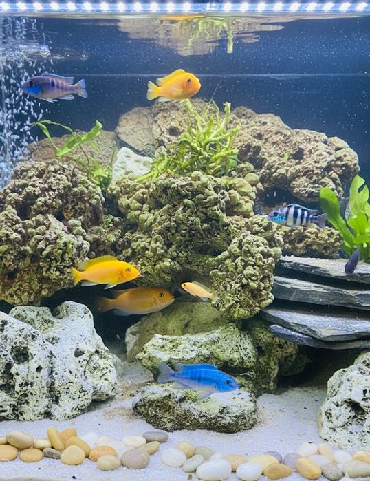 Pyszczaki red red młode Malawi