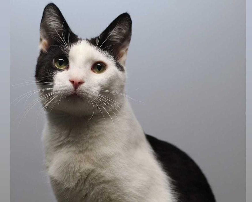 Fiołek - młodziutki, delikatny kocurek chciałby mieć dom