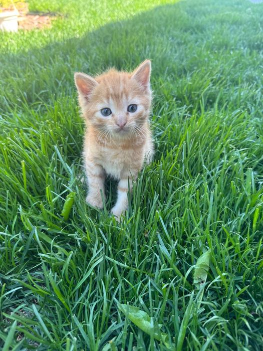 Котята
