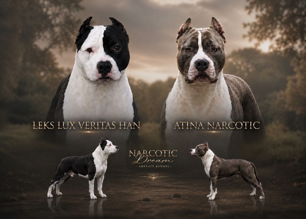 American Staffordshire Terrier