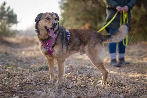 Porzucony młody Moris szuka spokojnego domku