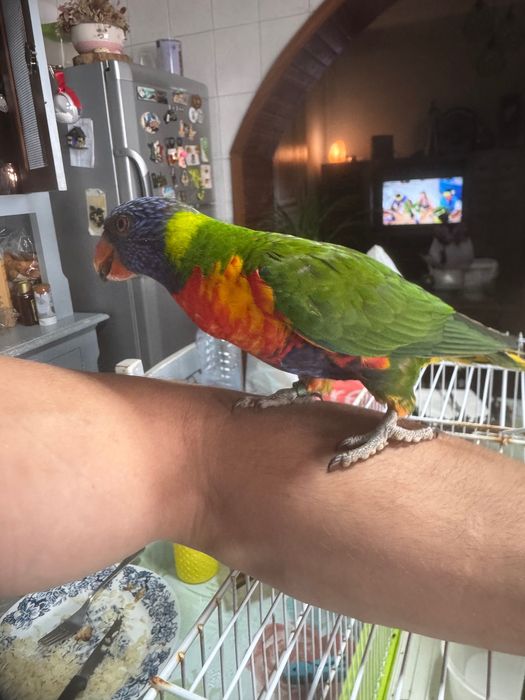 Loris fêmea disponível domesticados fazem 4 meses dia 09/05