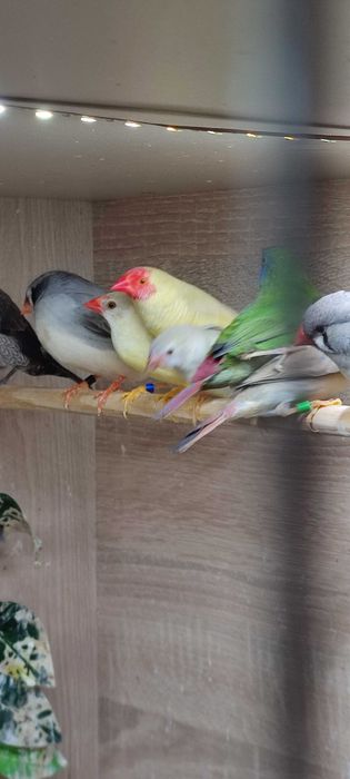 Astryld Trzcinowy Zeberka Gołąbek Diamętowy Przepiórka Chińska