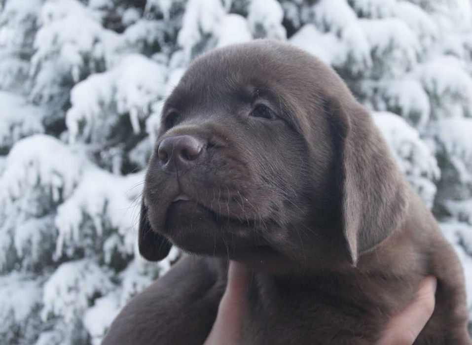 Шоколадки з документами КСУ-FCI