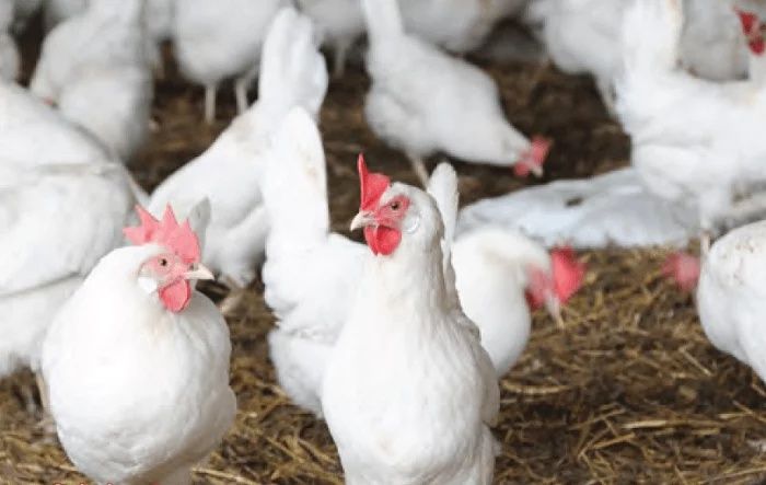 Інкубаційне яйце Ломан Вайт