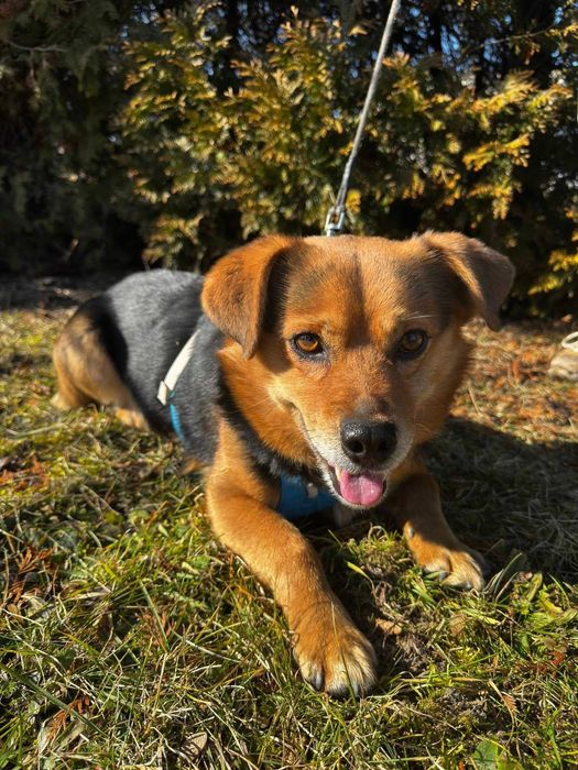 Teddy szuka domu 1,5 kg