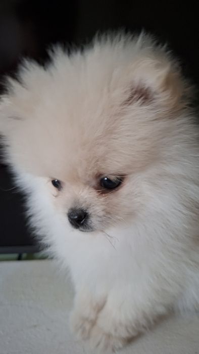 Шпиц  5мес микро девочка Одесса