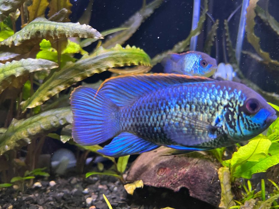 Akara electric blue z domowej hodowli