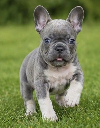 Девочка голубого окраса с документами