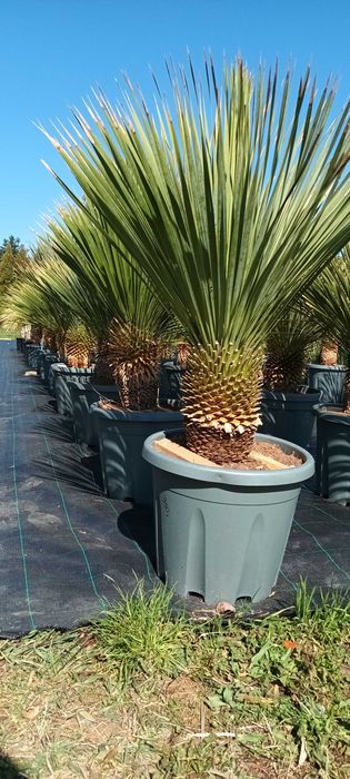 Yucca Rostrata EGZOTYCZNA Roślina Juka Rostrata mrozoodporna HIT!