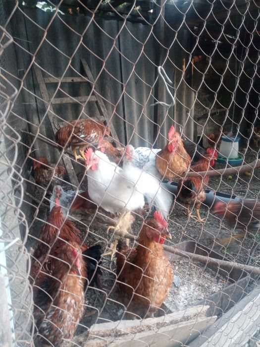 Продажа домашних петухов
