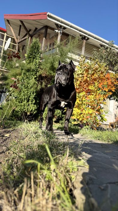 Вязка Кане Корсо Хлопчик з документами КСУ