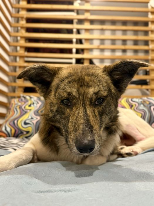 Macho jovem para adoção responsável