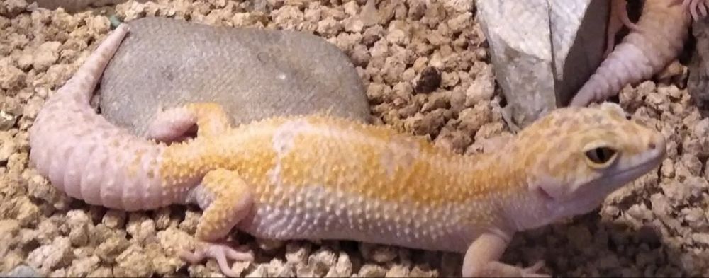 Gekon lamparci samica W&Y TA