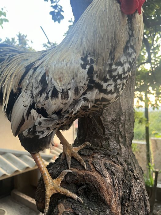 Par de galos/ granizos wyandotte