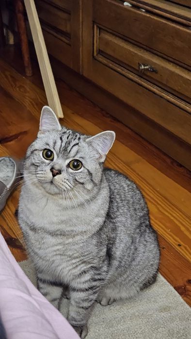 Шотландський котик