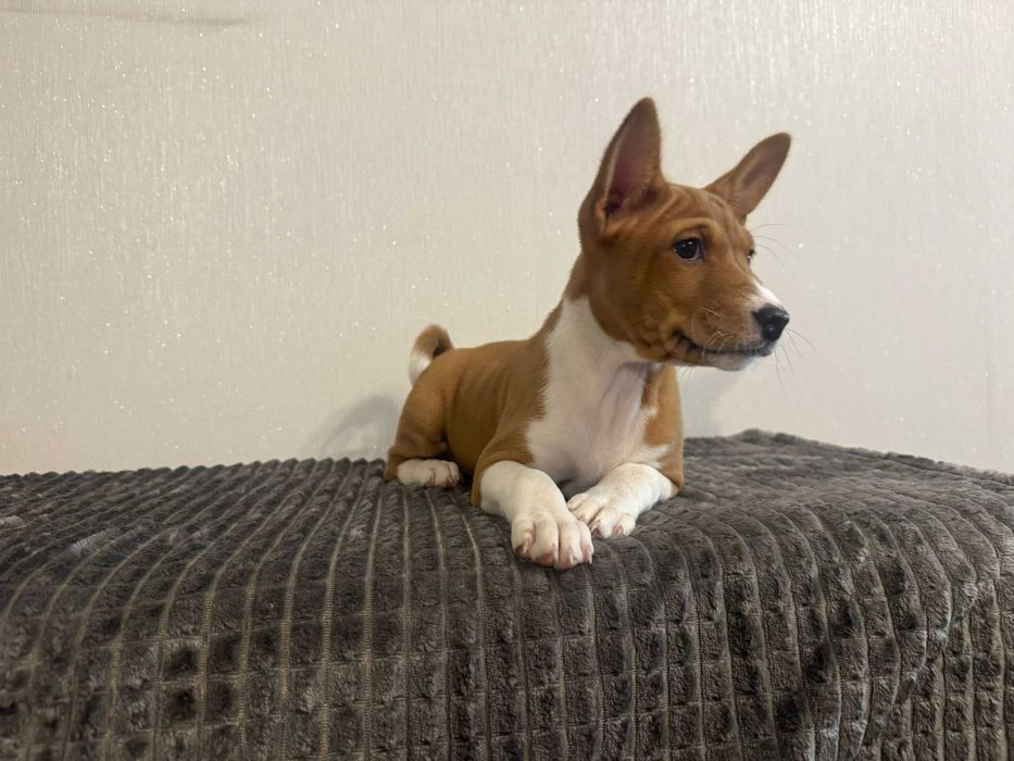 Szczenię rasy Basenji Hodowla Frayko FCI